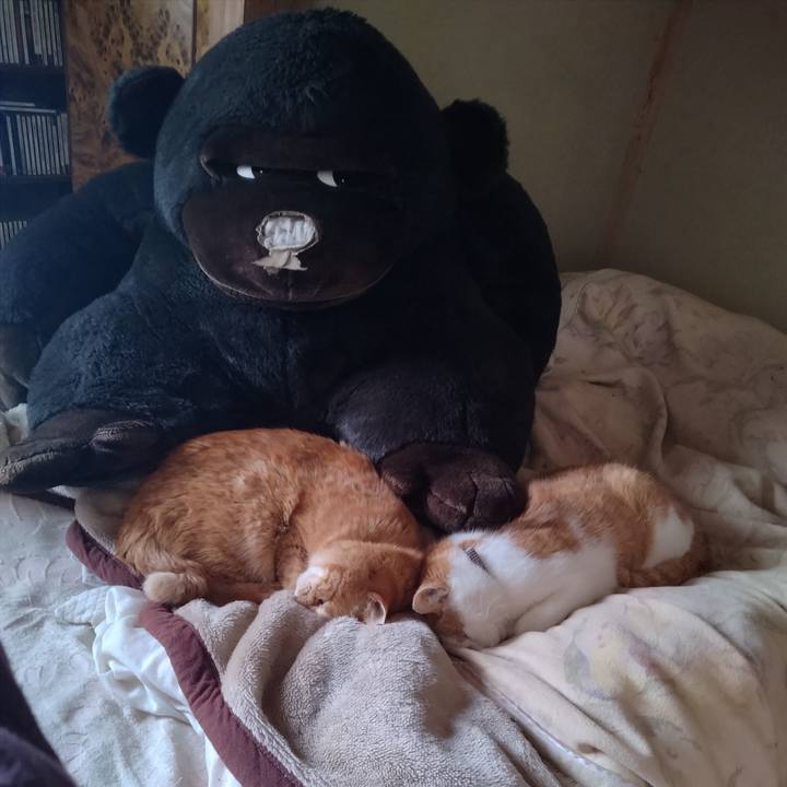 8c6d1099 a72d 4fd3 993c 7881a3f907dd 1767504541605