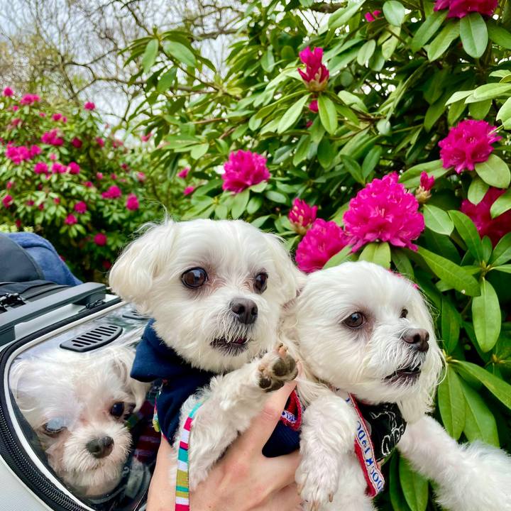 8c6d162b 9755 4bab 9bf5 039cf8117aeb 1648533041609