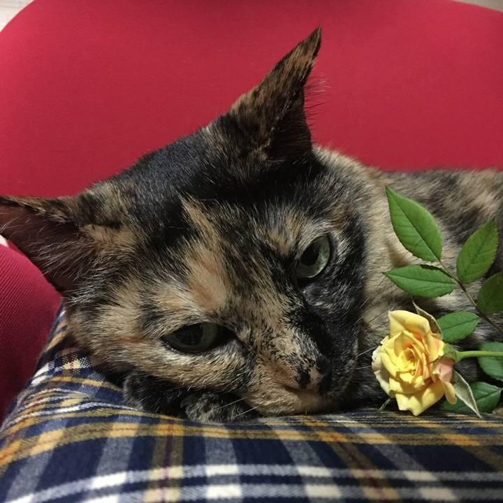 8c6d4160 2559 4887 8947 5014b77d17c7 1528208949559