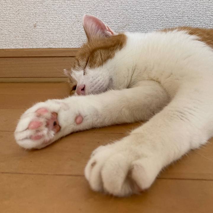 8c6dff1b ee5b 4a04 8c14 b23cf335541f 1761523393982