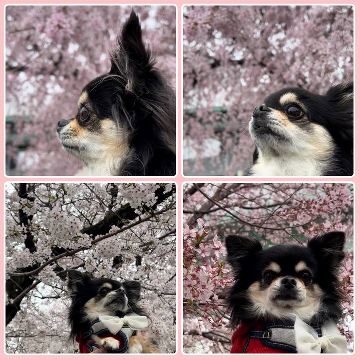 8c6e695a b415 4c05 9a9e cd4bc7d20676 1679719034613