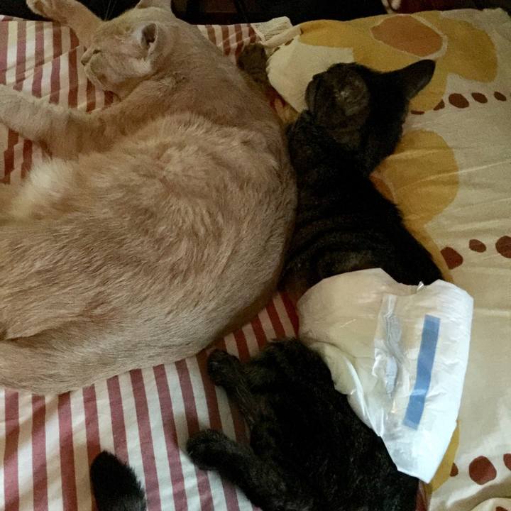 8c710d99 b31c 4a2a 9704 b87dcf93c18e 1534451453434