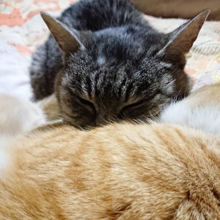 8c7119c8 607e 4822 b751 3eb1e094d37d 1578316689732