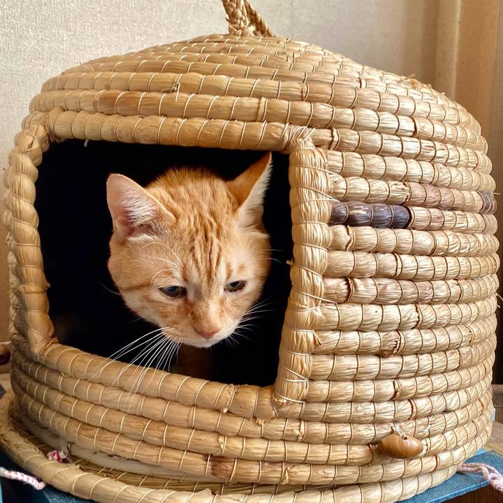 8c726dfd c90e 46eb a4c7 7483e87641db 1762728469942