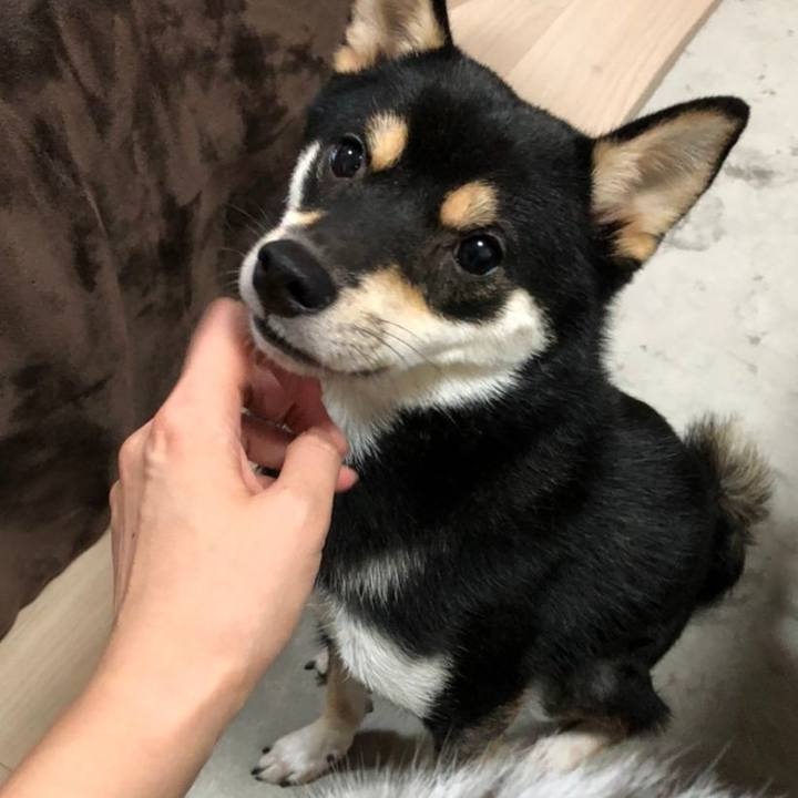 8c75dcd5 d698 4fc4 9c03 362deb965890 1604581685821