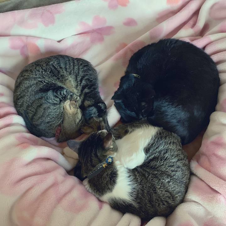 8c779030 2b27 47d0 a455 ae156d537bd9 1546918231825