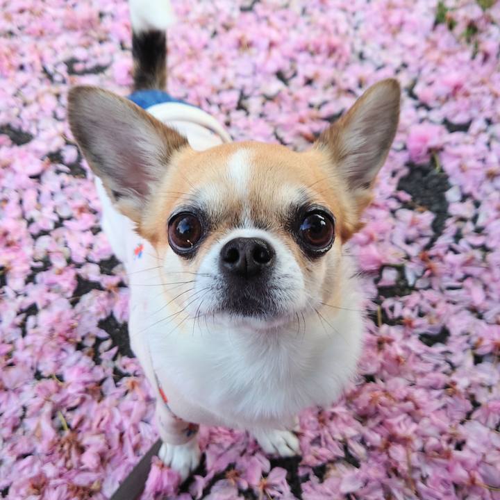 8c7982c4 a109 4b59 9211 2724347da13f 1714036468512