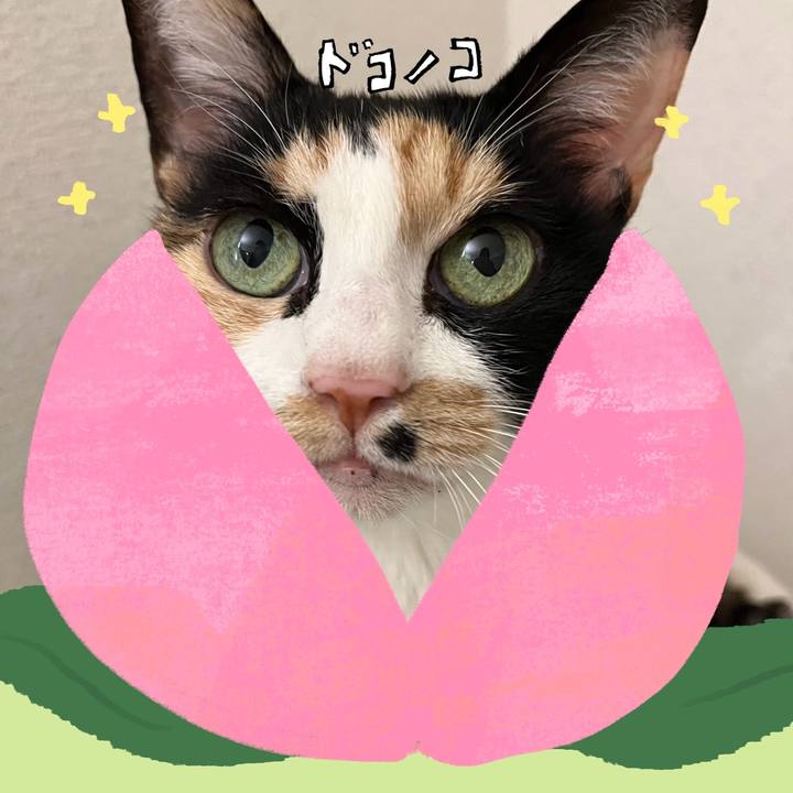 8c7c60c0 700e 418e a8c7 d302a2f69189 1771848954632