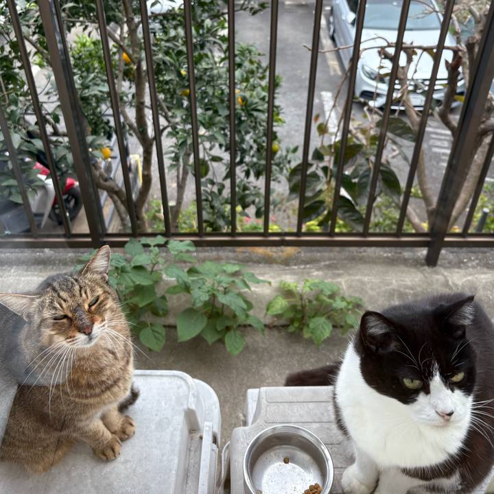 8c7c8c86 2578 4fcb 8db0 0d1905bc4151 1762988327544