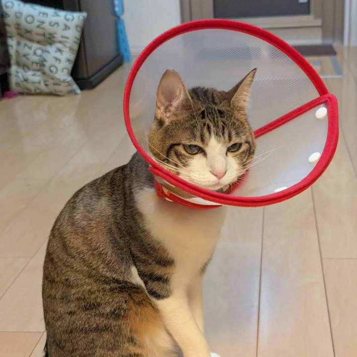 8c7cf5a1 2f1a 4ca4 b8fa 3f40584b3cb9 1763163077628