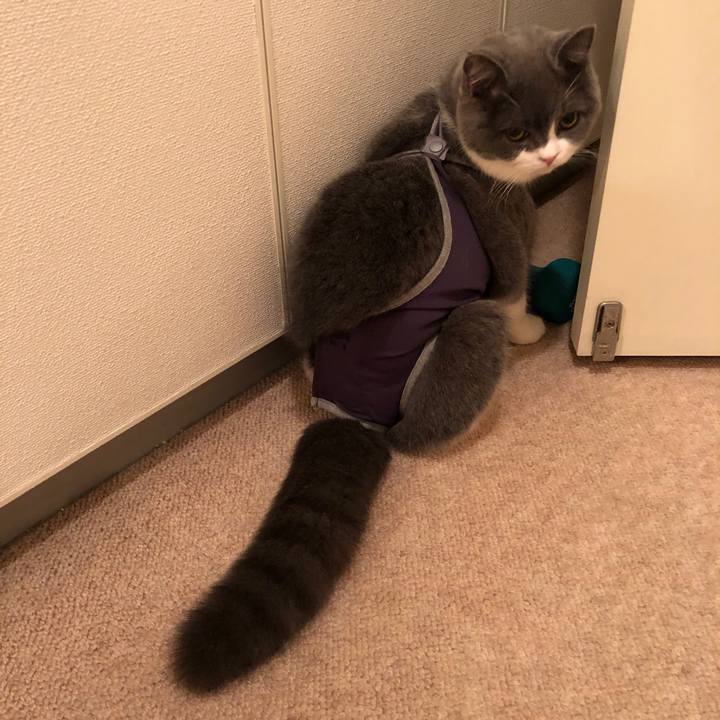 8c836d3e 0704 42f1 9741 b5602295063a 1513168587689