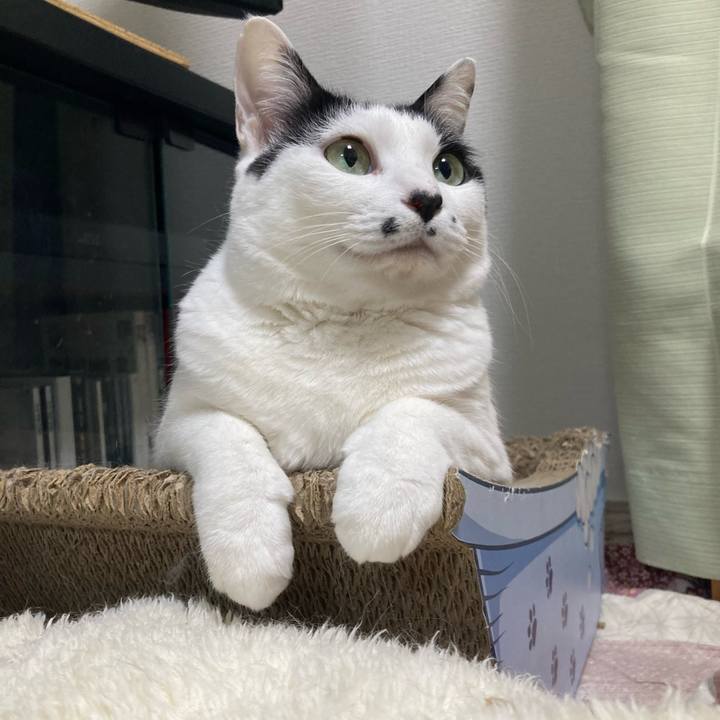 8c844a9a 402f 446d a996 70a89f2a388f 1774272865582