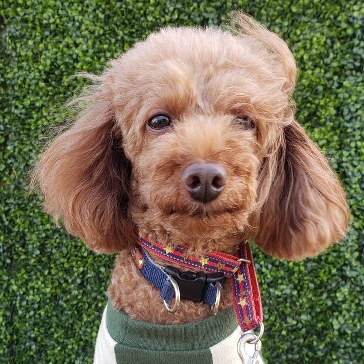 8c86d23d 9968 4f5d bf21 4658a611c837 1573383051603