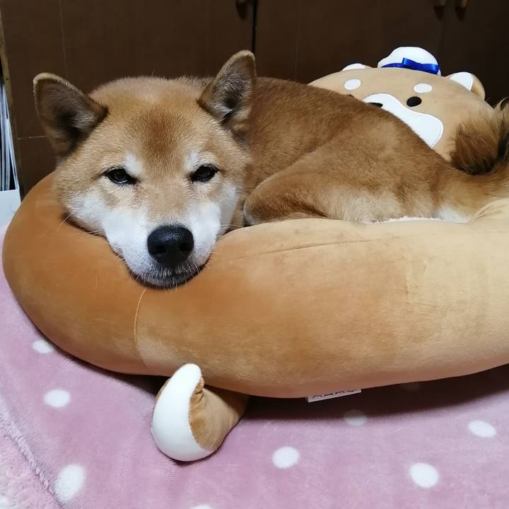 8c88c327 7214 4960 901f 6569cbb12891 1607854642911