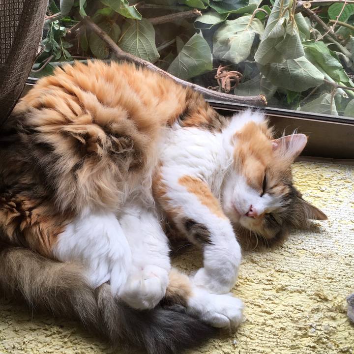 8c894cae 6984 4d3a 84c9 73a9e9d6ed03 1592867856512