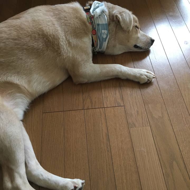 8c8acc00 b239 454f 943d 333e95f0c0cd 1533423625088