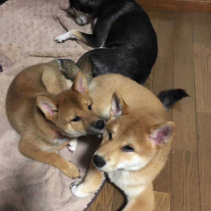 8c8baf5f 59c9 465b adca 9194bb2ee96b 1508676478474