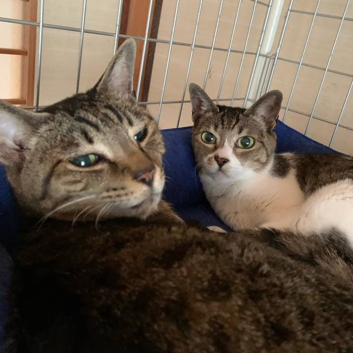 8c8c8f24 12f8 40c4 b8bf f09e6e6dd62c 1590972991843