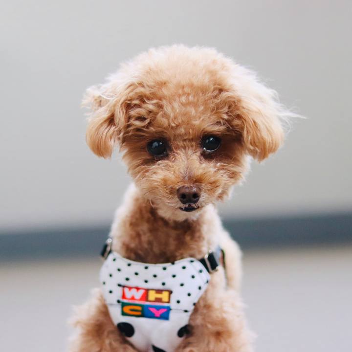 8c8d55d1 63d1 4135 9e5f a3e242cc2633 1591135988522