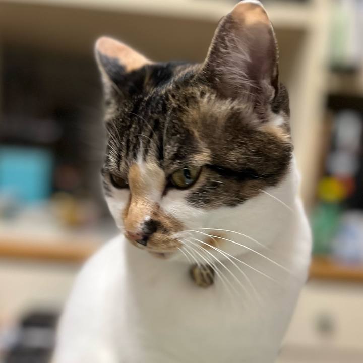 8c8f2fb4 7312 4c7e 92f7 a802d3fbc4c2 1762567610453