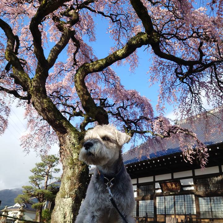 8c91dff6 bf3e 4a01 8c33 6e909b8ada2c 1775430429103