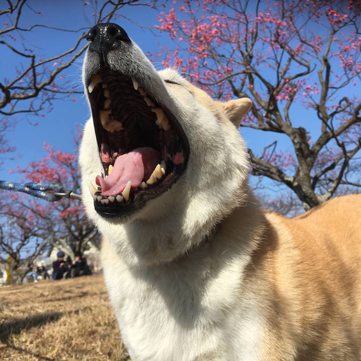 8c9274ff 3f83 4aec 894c 4c9aaa71b04c 1520353267411