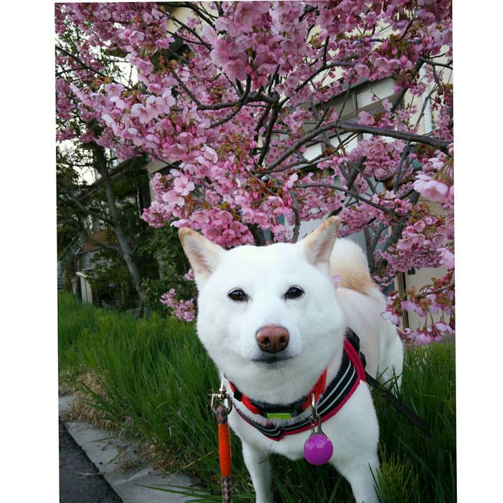 8c92b532 58ff 4c75 88c1 afcf7a005d54 1555147245850