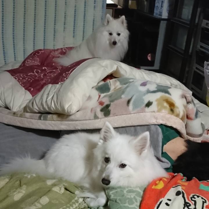 8c92d5e4 26d0 4e76 9fc6 5a3623c0d997 1578025286910