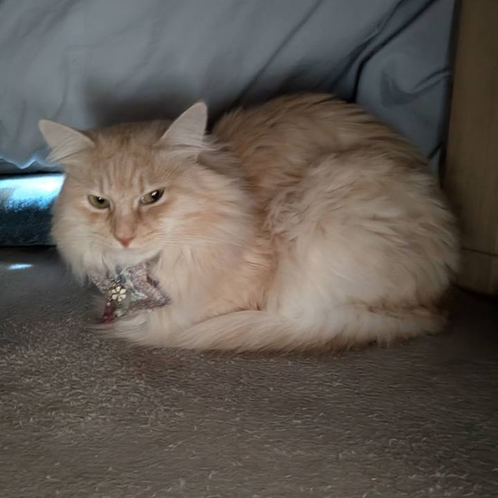 8c94c32c dfc3 4bcf a6ac 500b8fa9aa4e 1769912687003