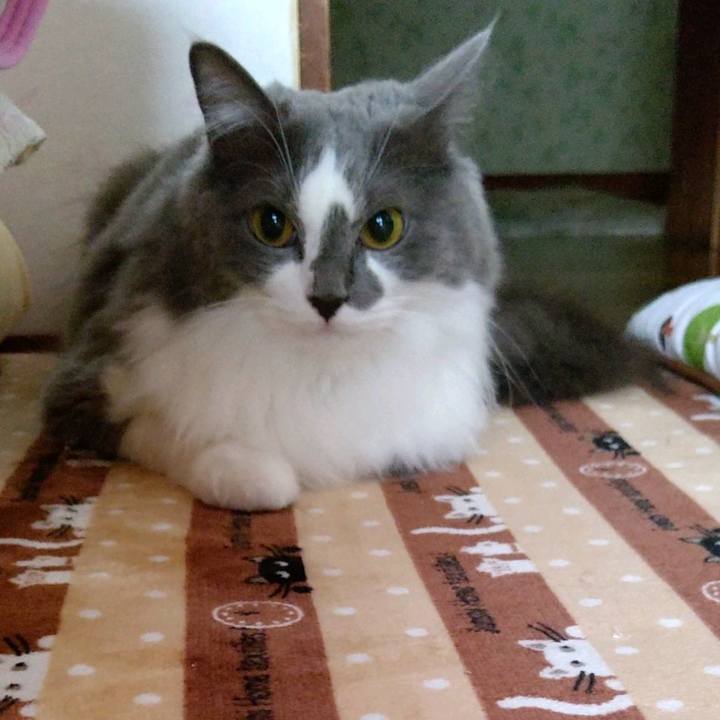 8c95395a 0289 4a02 9807 6a444db074c7 1602456196591