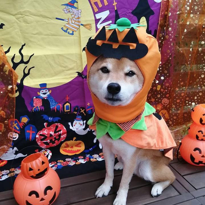 8c9733f7 295e 44c4 8e6a de46059d1925 1635647467090