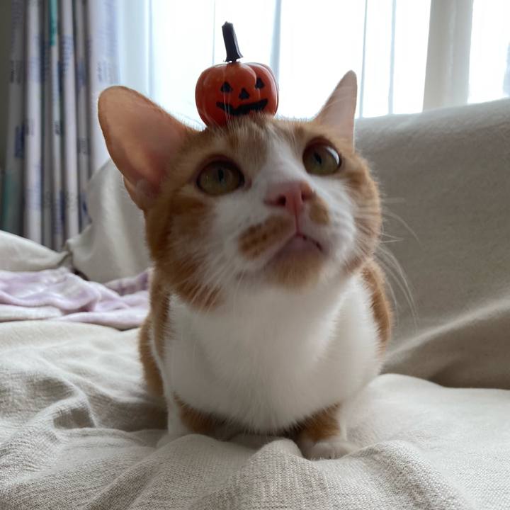 8c9747a3 442c 4221 9cd5 64f03a89cd51 1761865230895