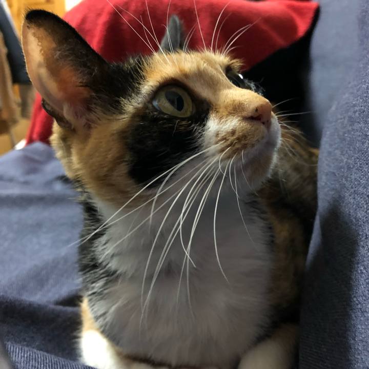 8c97deec eac3 4768 ab5c fd8904c75ccc 1526954295962