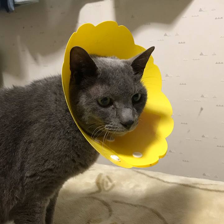 8c983bb0 9eab 4d82 bf2d 69d9ee4b36fa 1589887627818