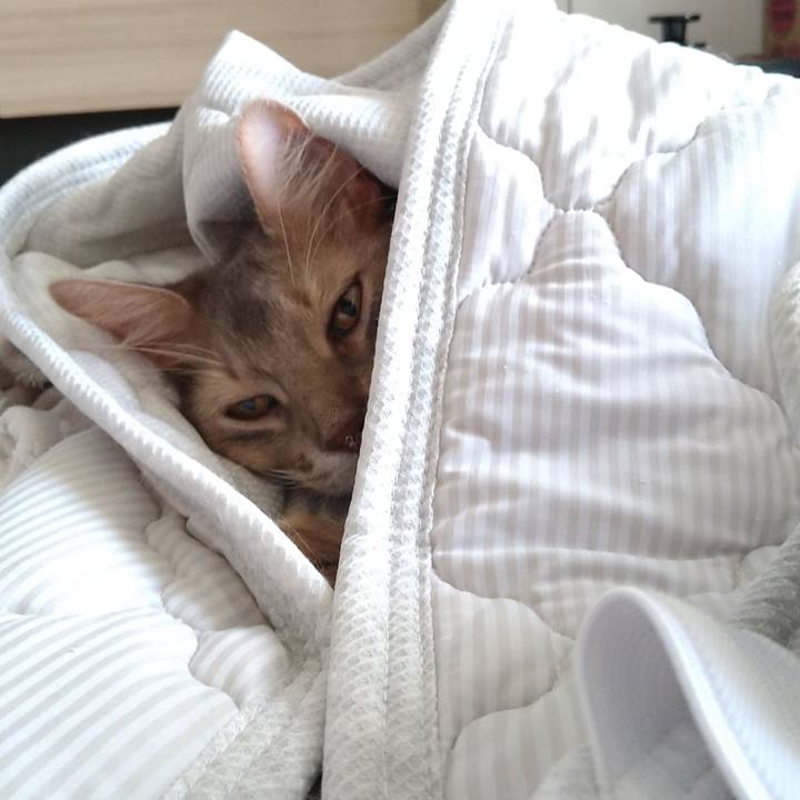 8c986030 36fc 40ab 9c40 9d5d5d93e86c 1599825184737