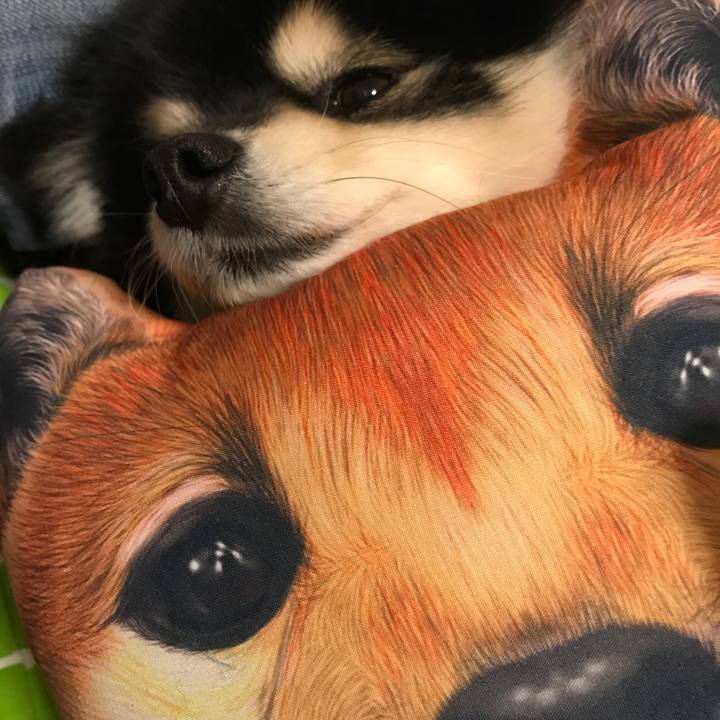 8c99005f 1f2e 4c06 b9d2 4ebdb427f77e 1544460316915