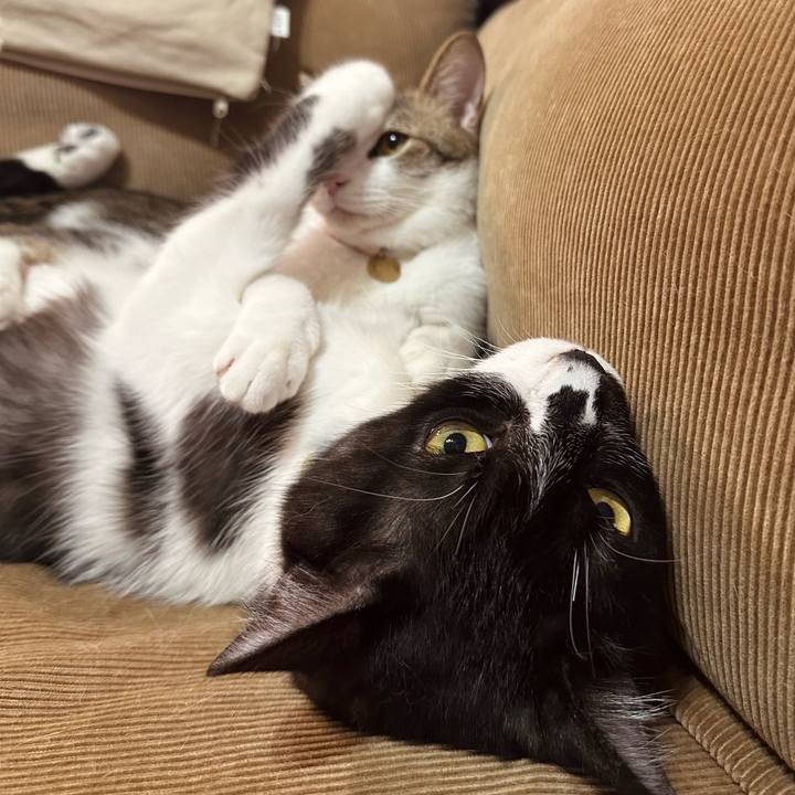 8c9964fc 65ee 46c2 acd4 6535664daa74 1776076382033