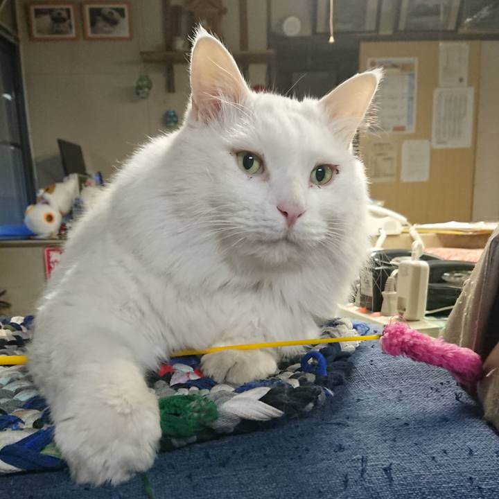 8c9a37a6 8387 4a8c 8093 e04b6ed0260a 1545085448706