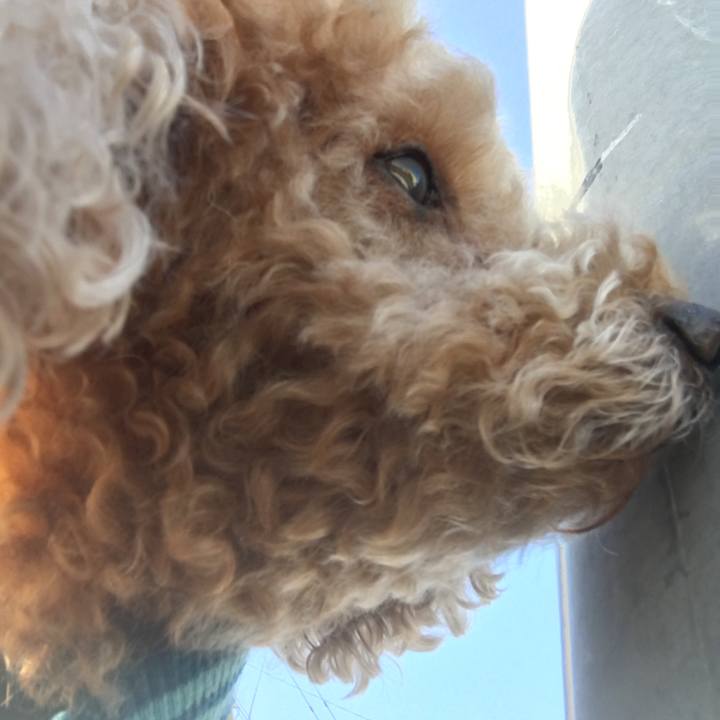 8c9df7fa 9bda 4e43 bc26 e565b3960e0f 1508936793919