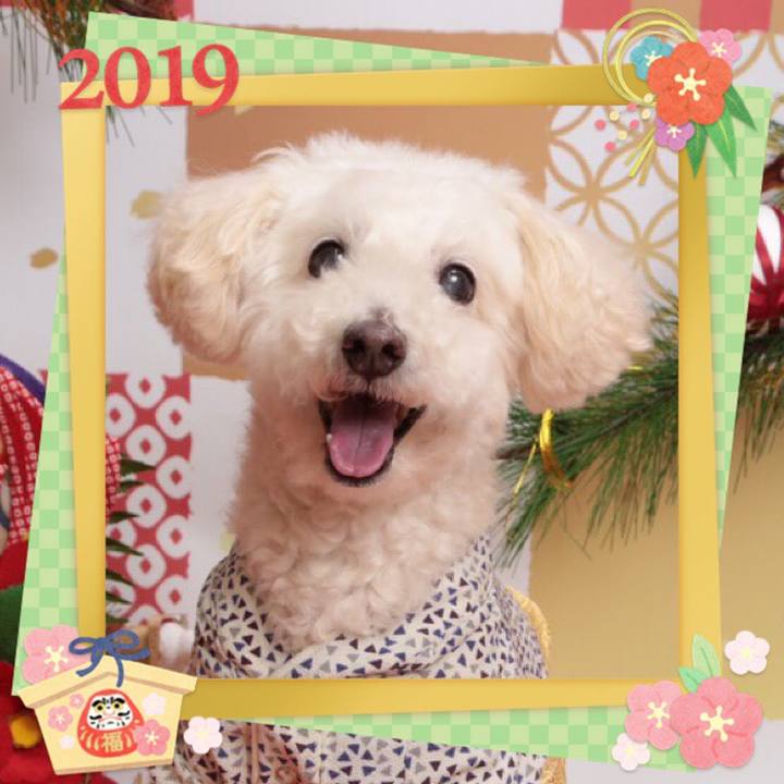 8c9ff5c5 139a 47d9 825f f61a54447149 1546270440149