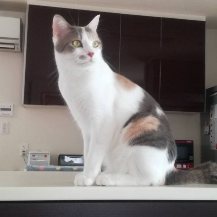 8ca1635a 155c 4ce3 9394 fb48d9fce594 1534124712773