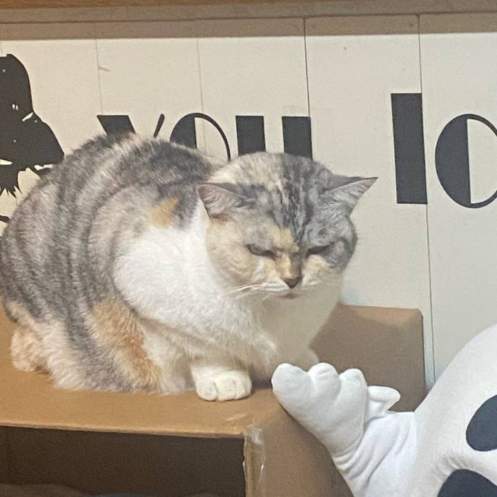 8ca17043 8191 4dab 96a2 83cd403d08fb 1730490017798