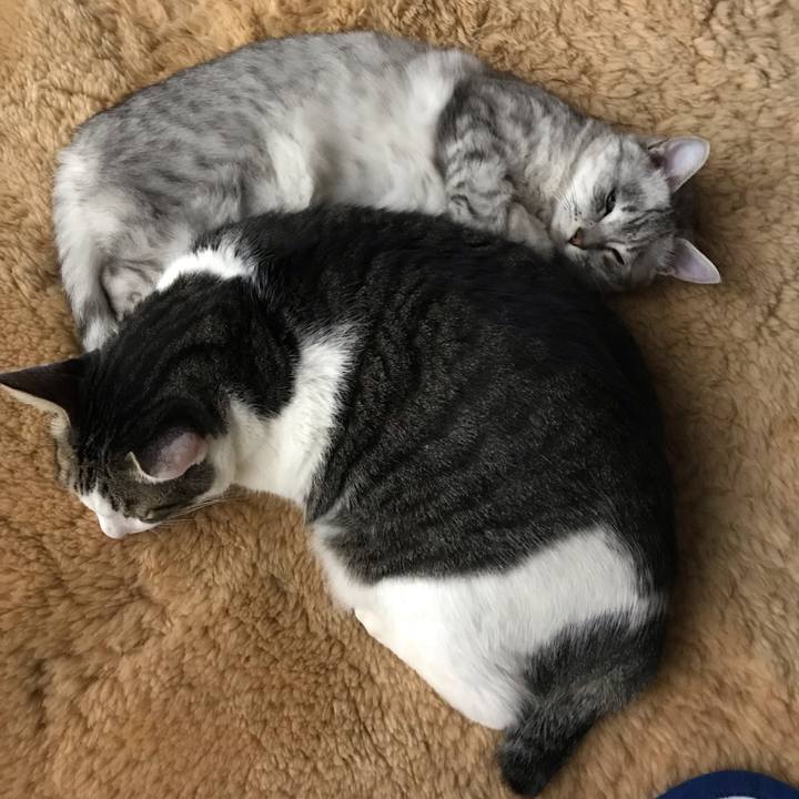 8ca22714 cd94 41f9 ab40 3e5e779dbfbe 1540290180859