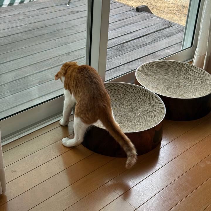 8ca2fd94 83ef 4d16 bffe c489b4acb99a 1761025024048