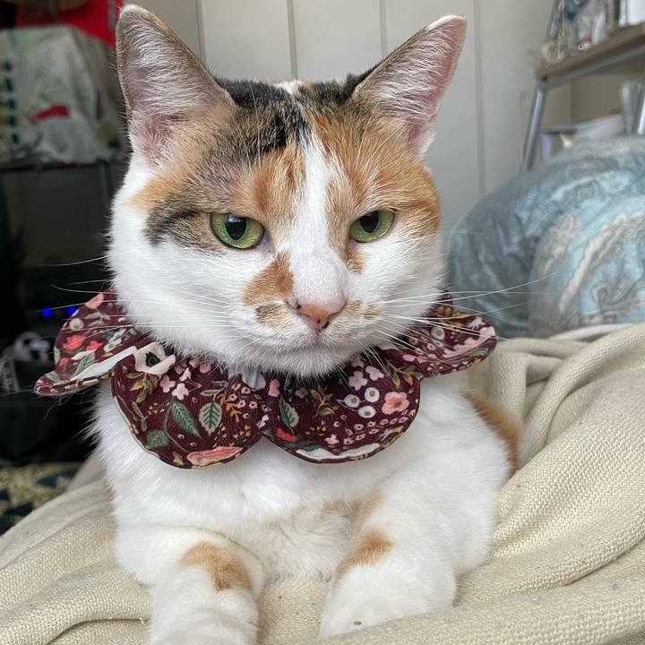 8ca3fbc2 b7c8 4c9c 9375 8d8b220868ac 1755487830446