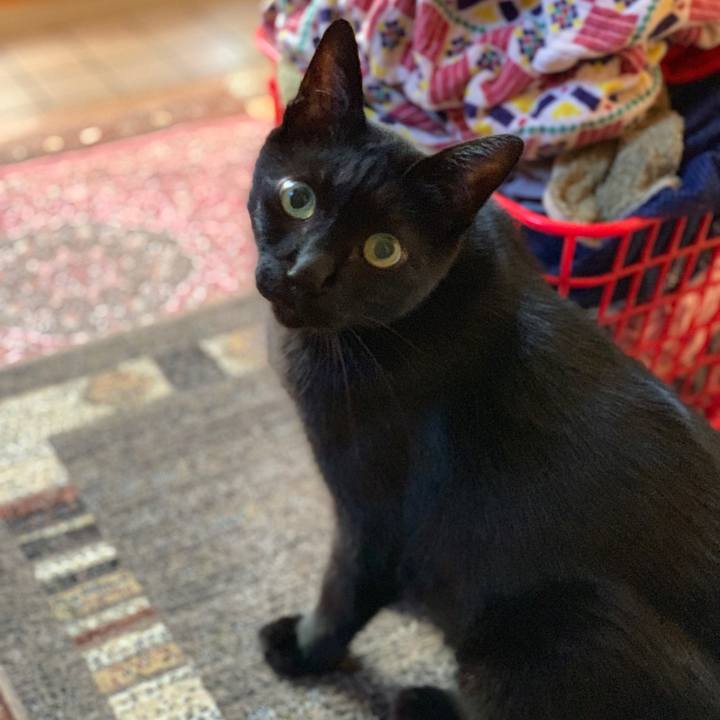 8ca43d52 7252 432f b49c 45fc3b8f9ea2 1539047276810