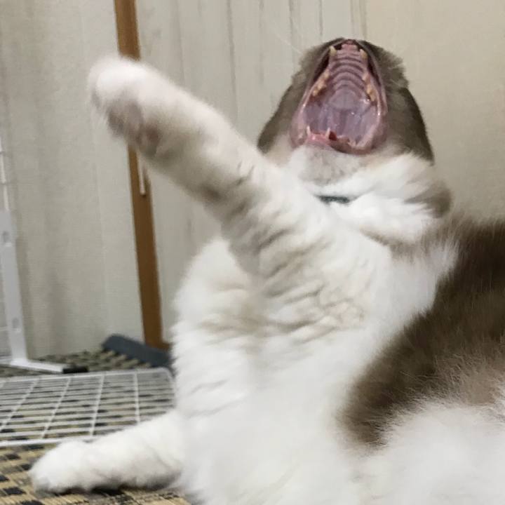 8ca736d8 cae2 4eed bd5b e3db7d5df369 1511786060630