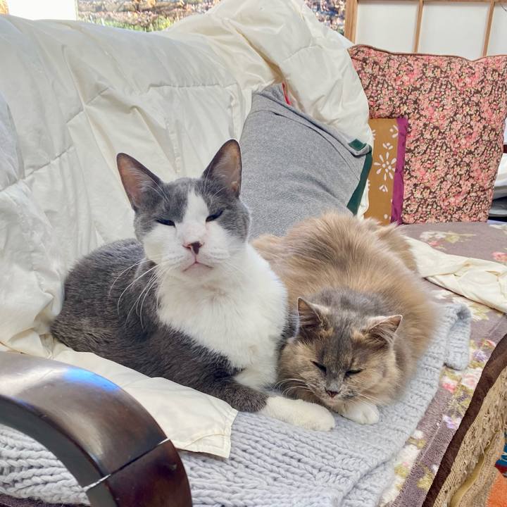 8ca9a96d 5cf1 4130 bb5c 393478e87edf 1765083417752