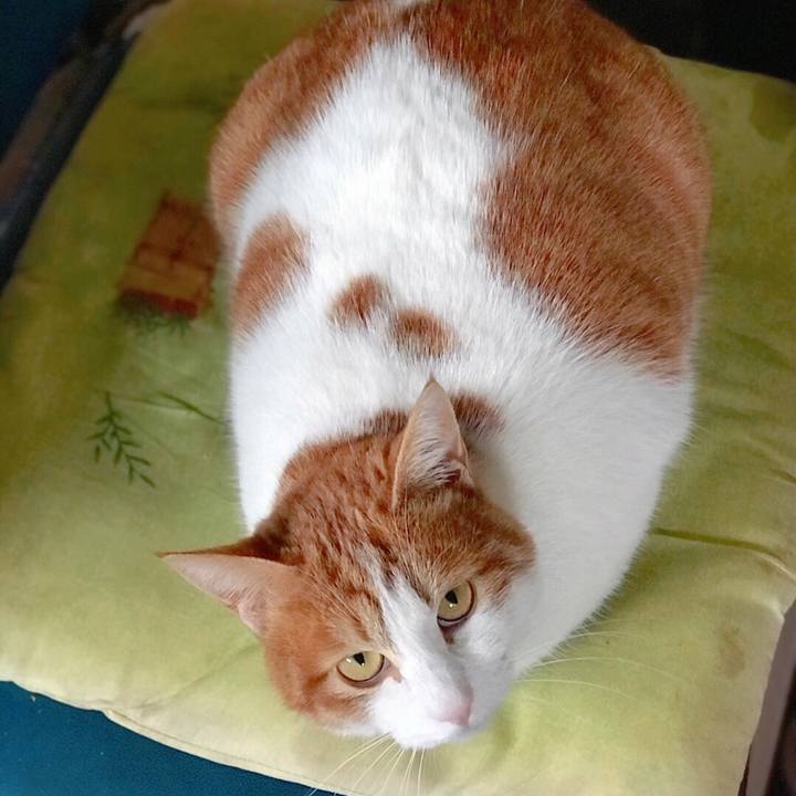 8caa9f46 2c52 4bec b1e0 7261481838a9 1516595366973