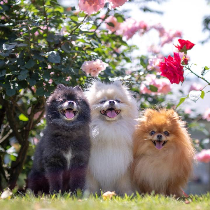 8cae4d3d d23e 4a82 a875 9a0e4c7df6f4 1593266337390